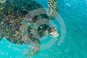 Green turtle swiming