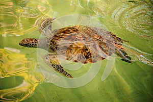 Green turtle swiming under water