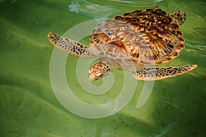 Green turtle swiming under water