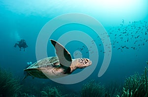 Green Turtle Swimming