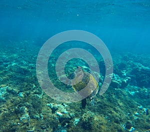 Green turtle swimming in blue lagoon of tropic sea