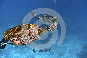 Green turtle swimming in a blue ocean photo