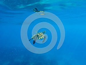 Green turtle swimming in blue sea. Ocean animal living underwater