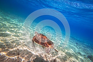 Green turtle swimming in the Caribbean sea