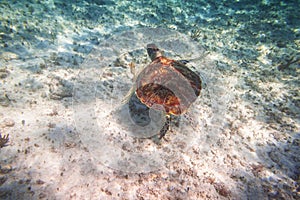 Green turtle swimming in the Caribbean sea