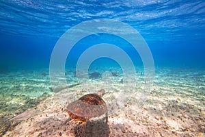 Green turtle swimming in the Caribbean sea