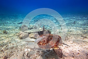 Green turtle swimming in the Caribbean sea