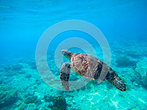 Green turtle swimming in Hawaiian seawater. Sea turtle in wild nature.