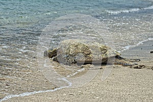 Green Turtle swimming near the shore in Hawaii