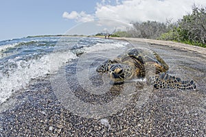 Green Turtle swimming near the shore in Hawaii