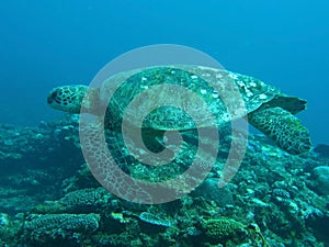 Green turtle swimming over coral reef