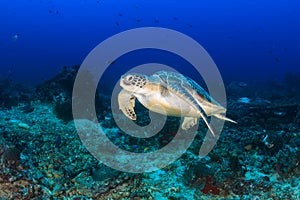 Green Turtle swimming on a reef