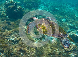 Green turtle swimming in the sea. Snorkeling with turtle.