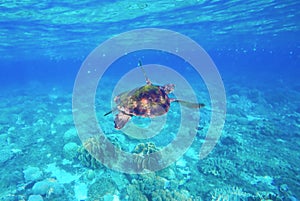 Green turtle swimming in the sea. Snorkeling with turtle.