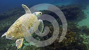 Green Turtle Swimming.Sea Turtle & Calm Blue Sea Water.Marine Turtle Marine Life