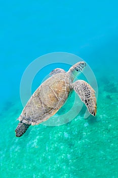 Green turtle swimming in sea water