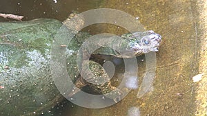 Green Turtle swimming underwater