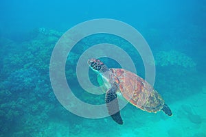 Green turtle swimming underwater photo. Sea turtle closeup. Oceanic animal in wild nature. Summer vacation activity