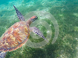 Green turtle swims above sea grass. Sea turtle underwater photo