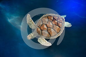 Green turtle swims above in water.