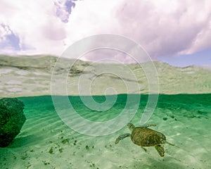 A Green Turtle Swims Under the Surface At Grand Bahama Island in the Bahamas