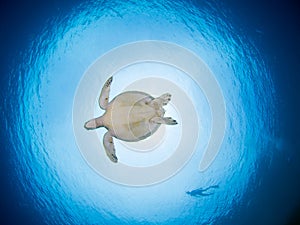 Green turtle underwater