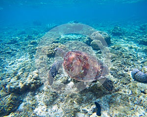 Green turtle underwater in blue ocean. Lovely sea animal in wild nature closeup photo.