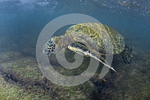 Green turtle underwater close up near the shore