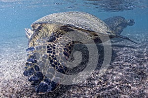 Green turtle underwater close up near the shore