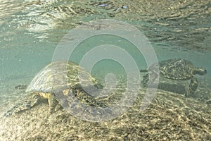 Green turtle underwater close up near the shore