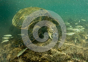 Green turtle underwater close up near the shore