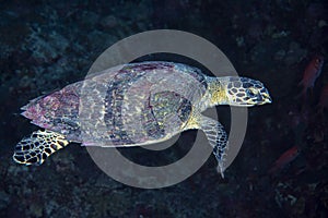 Green turtle underwater while diving maldives