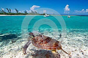 Green turtle underwater in Mexican scenery
