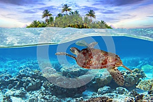 Green turtle underwater