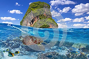 Green turtle underwater at the tropical island of Thailand