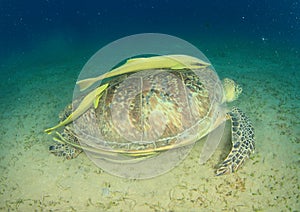 Green turtle with yellow remora