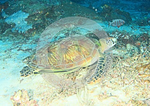 Green turtle with yellow remora