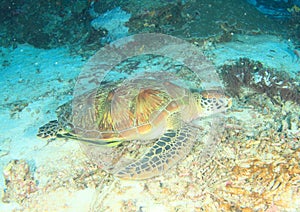 Green turtle with yellow remora