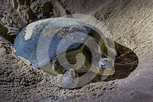 Green turtles at Ras al Jinz Turtle Beach Reserve, Oman