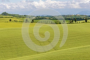 The green Tuscan countryside in spring in Orciano Pisano, Pisa, Italy photo