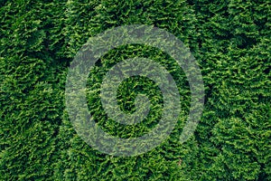 Green tuya tree background or texture