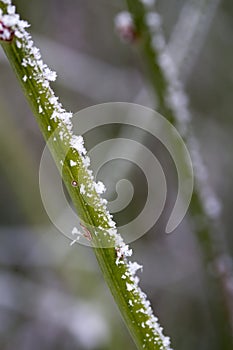 Green twig covered with hoarfrost
