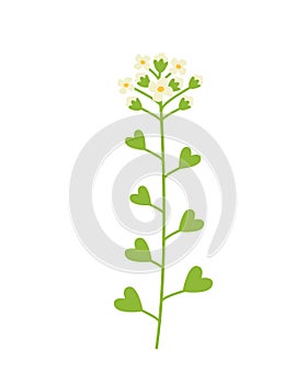 Green twig of a flowering field plant shepherd's purse or Capsella bursa-pastoris