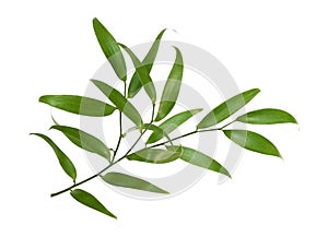 Green twig of italian ruscus (DANAE RACEMOSA) leaves isolated