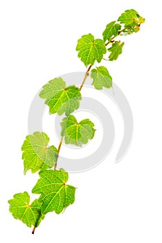 green twig of ivy is isolated on white