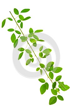 Green twig of ivy is isolated on white