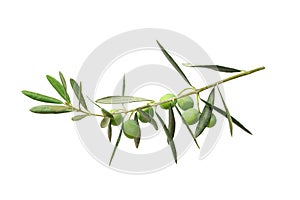 Green twig of olive tree branch with berries isolated on white background