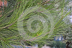 a green twig of pine on a tree background on a summer day after a rain photo