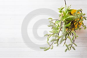 Green twigs of cherry and willow in a vase top view on a white table