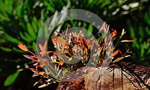 Green twigs of eucalyptus tree